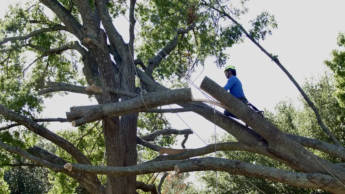 Professional Crown Thinning performed by certified arborists in Saint Lucas