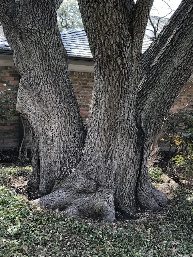 Mature heritage tree close to a Saint Lucas property cared for by certified arborists